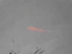 -西湖外事游船(花港观鱼码头)