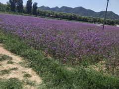 -北京东方普罗旺斯薰衣草庄园