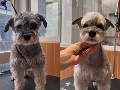 -爱宠屋pet shop·宠物洗澡·宠物美容