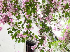 -深圳国际园林花卉博览园