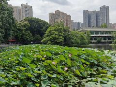-荔湾湖公园