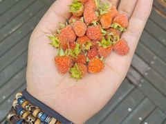 -铁山坪森林公园