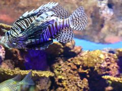 -上海海洋水族馆