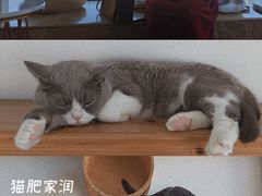 -Catmate·猫肥家润(金润铂宫店)