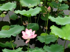 -荔湾湖公园