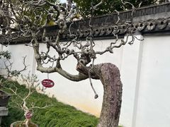 -上海醉白池公园
