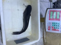 -鱼教头石泉老街石锅鱼(高新店)