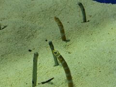 -上海海洋水族馆