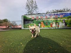 -宠物寄养训练学校