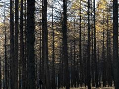 -塞罕坝国家级自然保护区