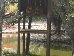 -深圳野生动物园