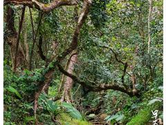 -梧桐山风景名胜区