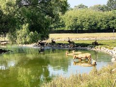 -北京麋鹿生态实验中心