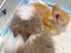 -怪兽屋·羊驼·猫咖·狗咖(俊华广场店)