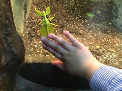 -上海大自然野生昆虫馆(东方明珠·爬宠昆虫探索中心)
