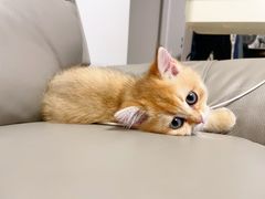 -欣宠猫屋·矮脚拿破仑·蓝金金渐层