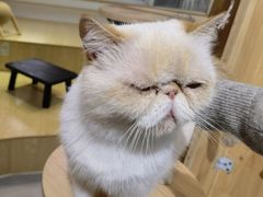-Heymao猫咖.咖啡厅(东门店)