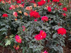 -人民公园(罗湖区)