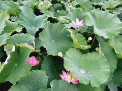 -荷塘月色湿地公园·向阳花洲