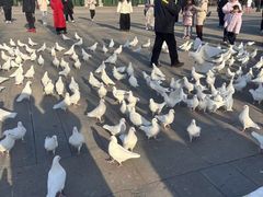 -天津妈祖文化园