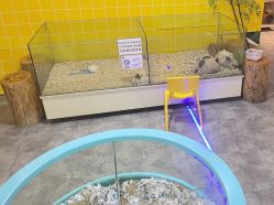 点击看大图 -神奇动物撸宠馆·羊驼·小浣熊·异宠(豫园店)
