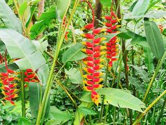 -中国科学院西双版纳热带植物园
