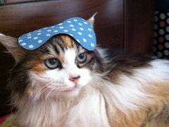 -纳吉亚猫专科动物诊疗中心(蒋宅口分院)
