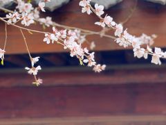 -桃花堤公园