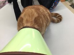 -瑞派动物医院·猫专科·至诚(江南中分院)