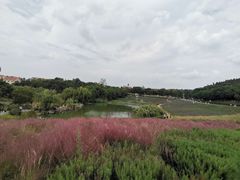 -大塘金香草谷