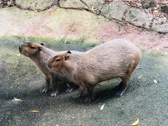 -可伦宾野生动物保护区