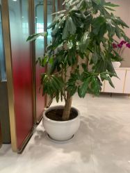 -云南吴氏嘉美医疗美容医院