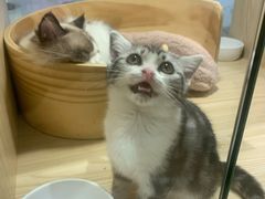 -屋虎猫馆(宝安大仟里店)