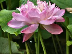 -陈家山荷花公园
