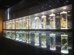 -广东中医药博物馆