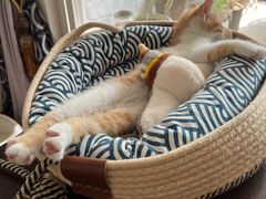 -宠颐生宠物医院·心肾内科·猫专科诊疗中心宠巢店