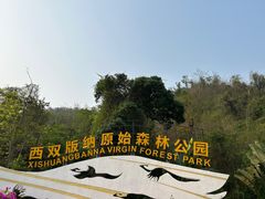 -西双版纳原始森林公园