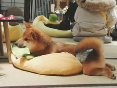 -逗柴咖啡屋·狗咖猫咖宠物桌游