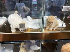-FAELING PETS美天灵宠物(富力广场店)