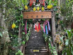 -西双版纳原始森林公园