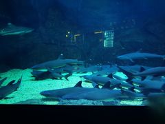 -烟台海昌鲸鲨海洋公园