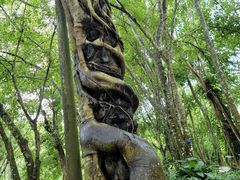 -中国科学院西双版纳热带植物园