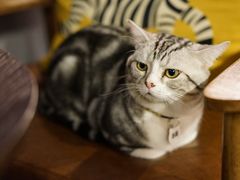 -咖法森林·咖啡  酒吧(天河店)