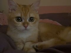 -纳吉亚猫专科动物诊疗中心(蒋宅口分院)