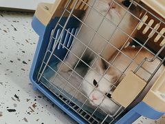 -瑞派康怡24h宠物医院·犬猫医疗中心·微创绝育(瑞景分院)
