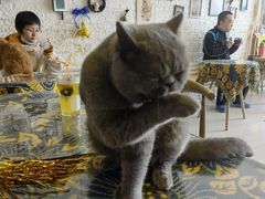 -平行世界·猫咖(首经贸店)