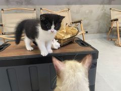 -Heymao猫咖.咖啡厅(东门店)