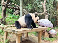 -广州长隆野生动物世界