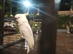 -Local泰莲庭(虹鳟鱼店)