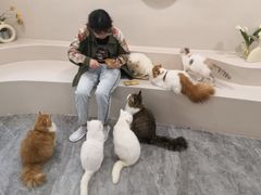 -More Fun猫咖 二十只万元加菲主题